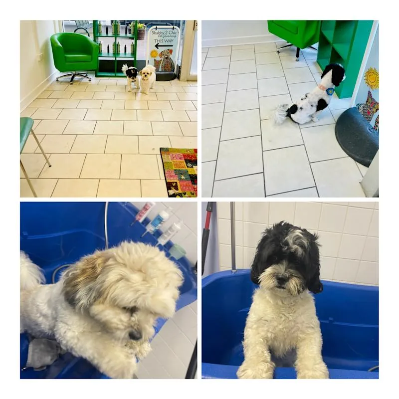 Shabby2ChicPetGrooming