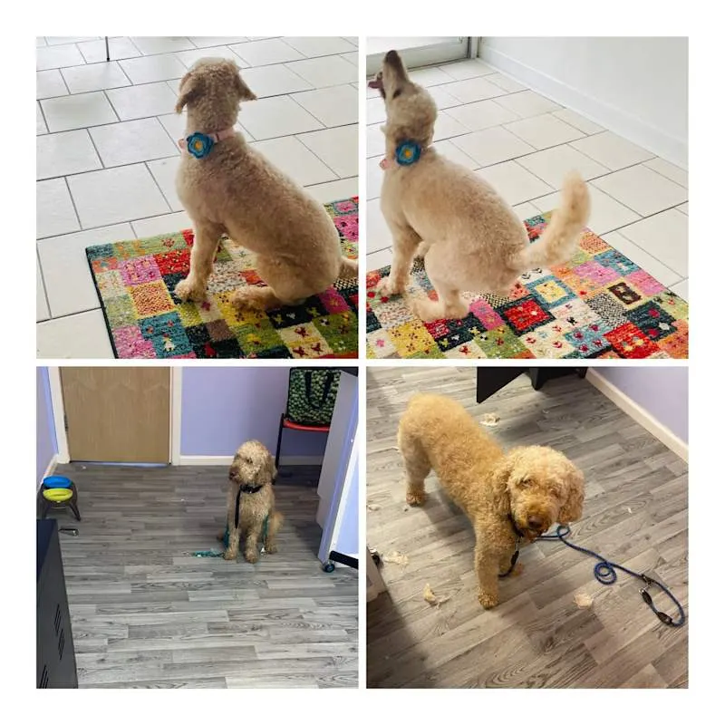 Shabby2ChicPetGrooming