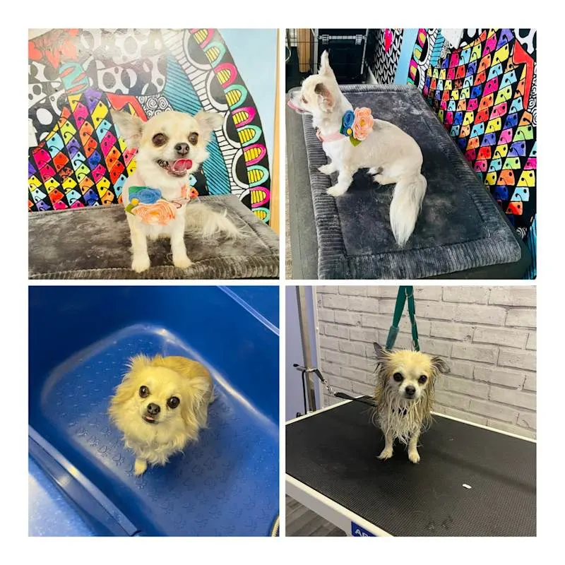 Shabby2ChicPetGrooming