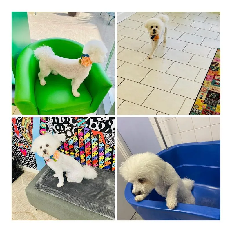 Shabby2ChicPetGrooming