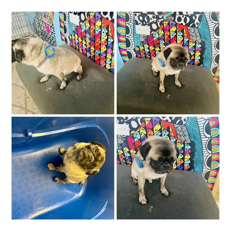 Shabby2ChicPetGrooming