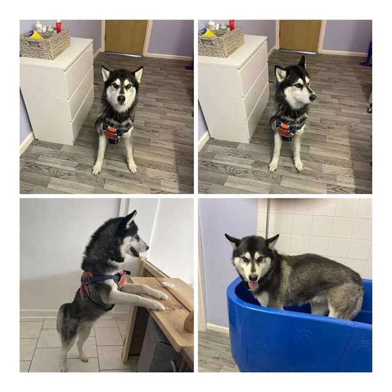 Shabby2ChicPetGrooming