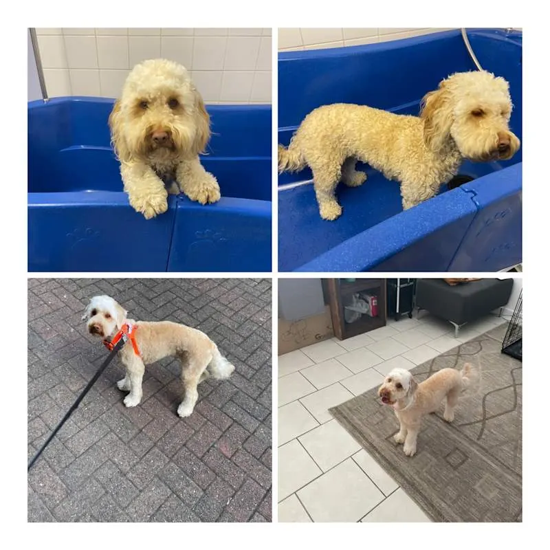 Shabby2ChicPetGrooming