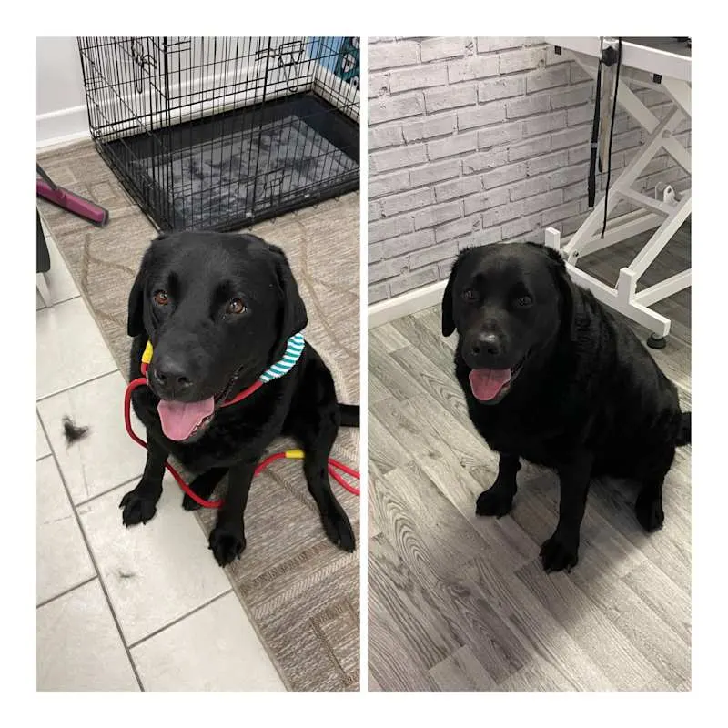 Shabby2ChicPetGrooming