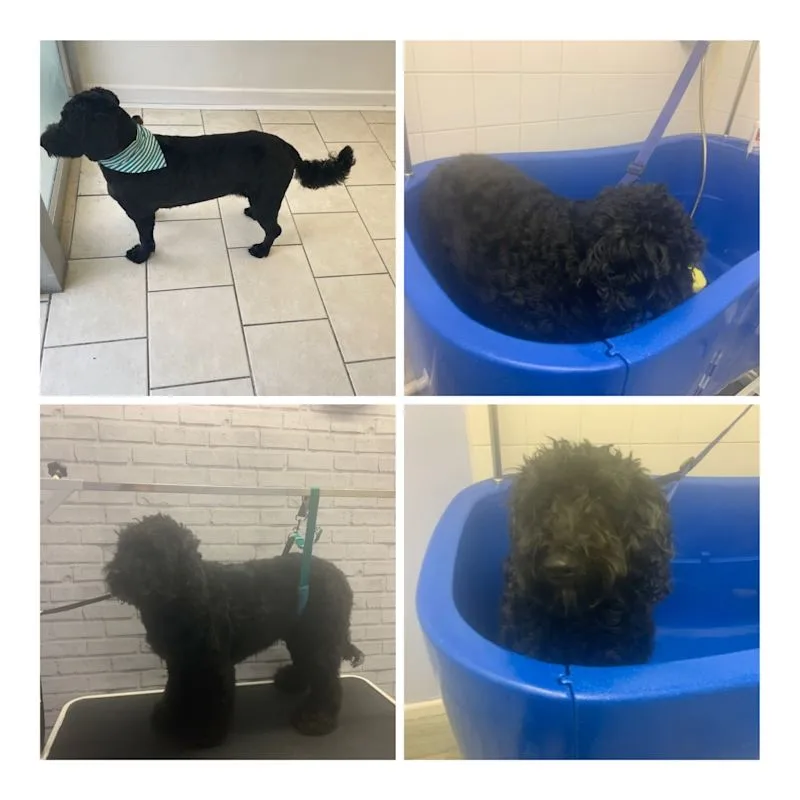 Shabby2ChicPetGrooming