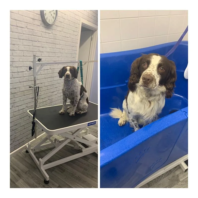 Shabby2ChicPetGrooming