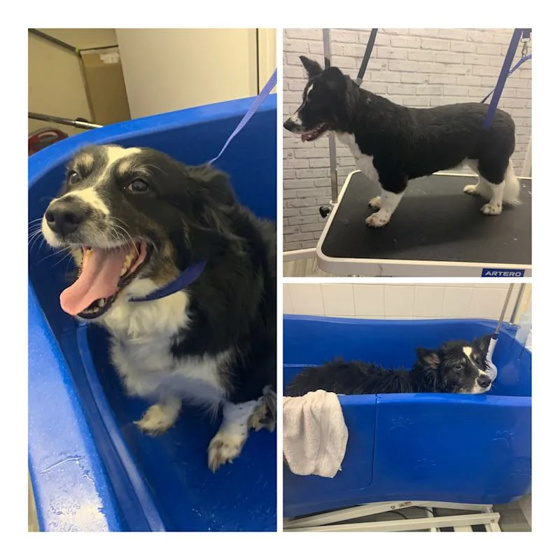 Shabby2ChicPetGrooming