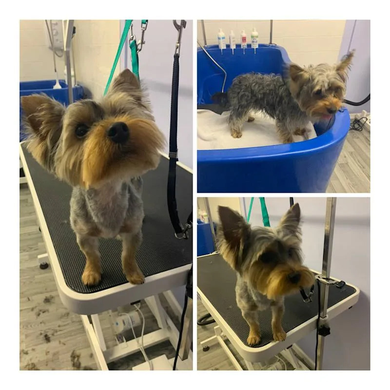 Shabby2ChicPetGrooming