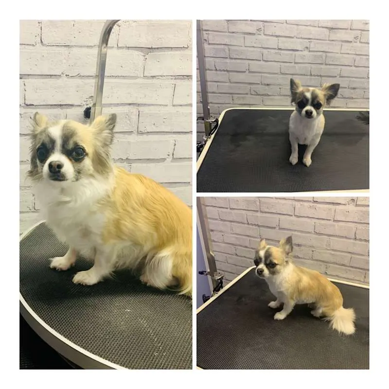 Shabby2ChicPetGrooming