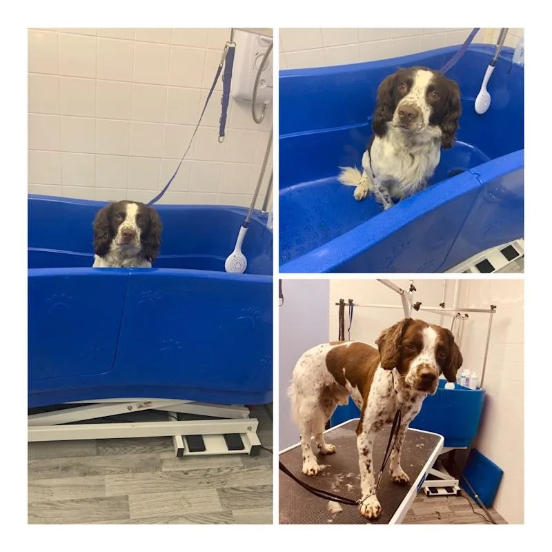 Shabby2ChicPetGrooming