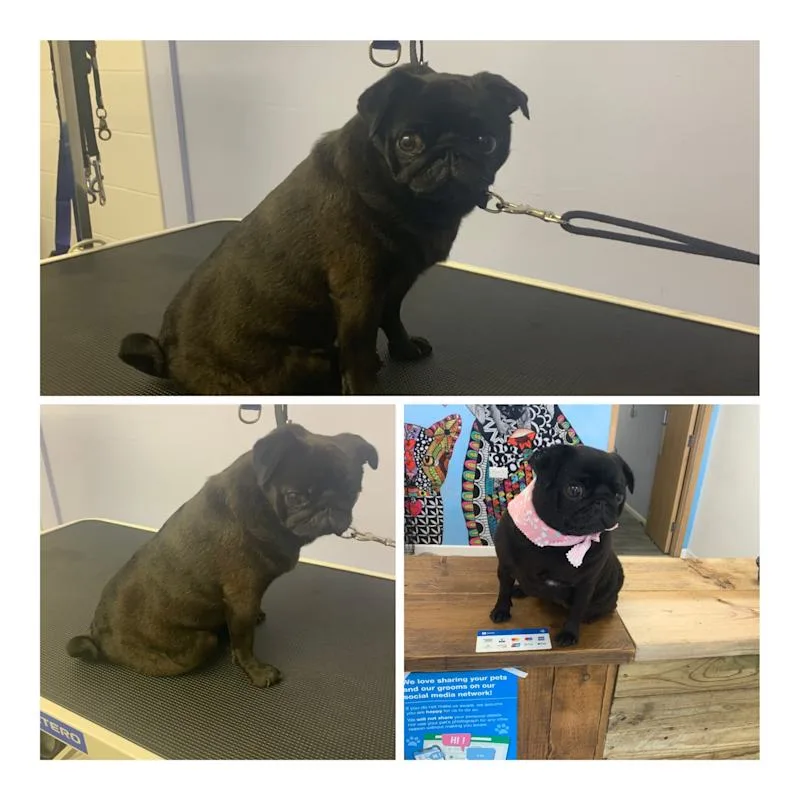 Shabby2ChicPetGrooming