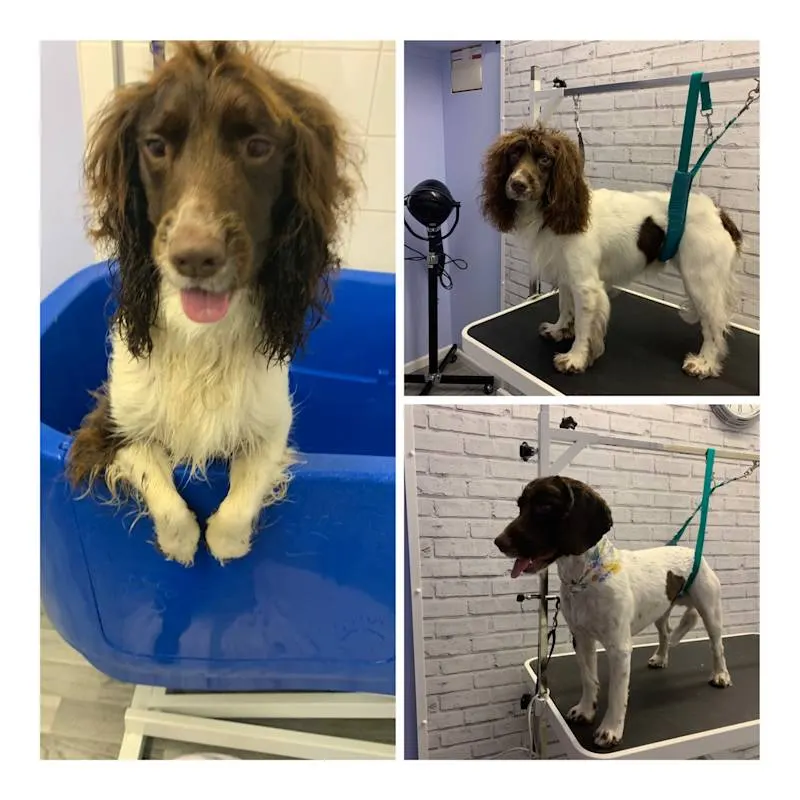 Shabby2ChicPetGrooming