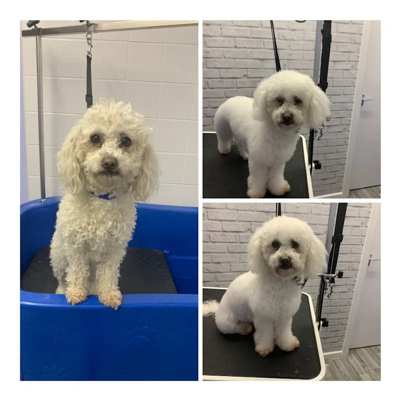 Shabby2ChicPetGrooming