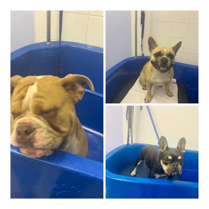 Shabby2ChicPetGrooming