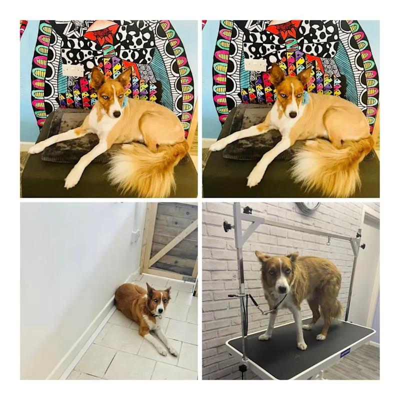 Shabby2ChicPetGrooming4