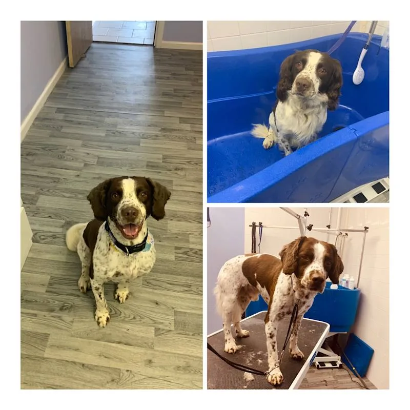 Shabby2ChicPetGrooming