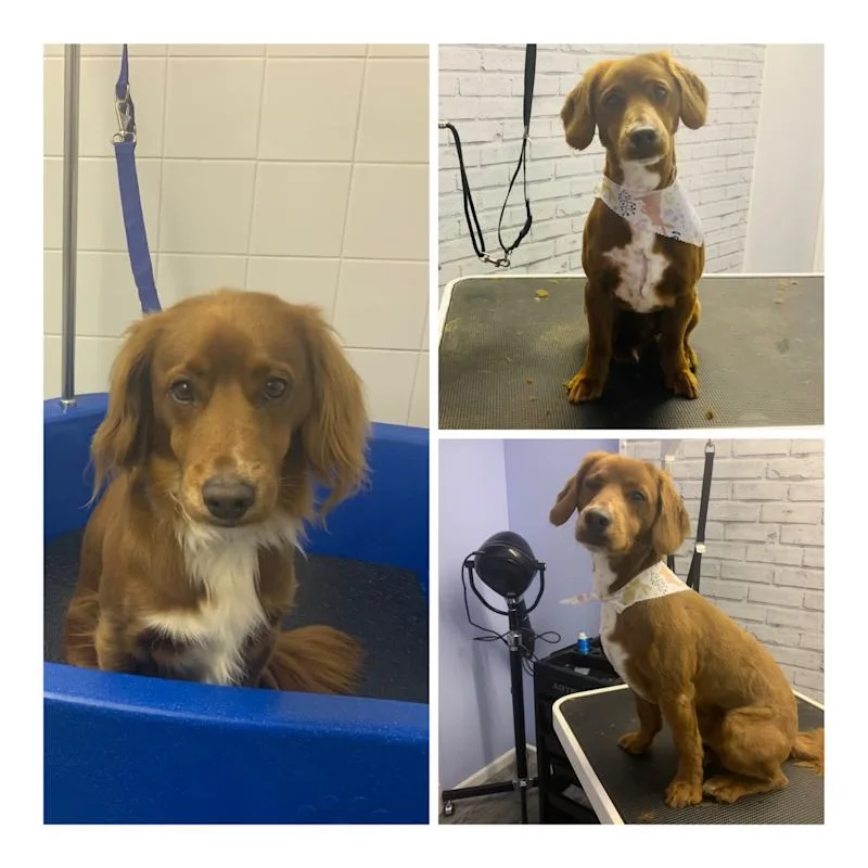 Shabby2ChicPetGrooming