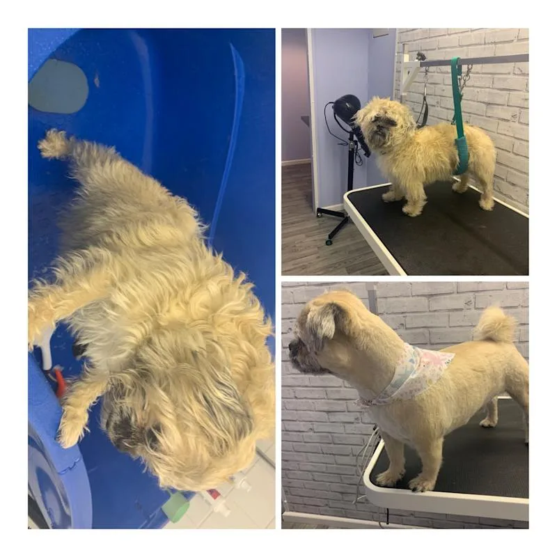 Shabby2ChicPetGrooming