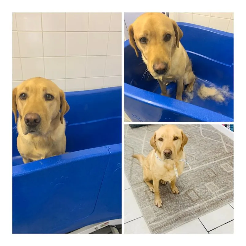 Shabby2ChicPetGrooming