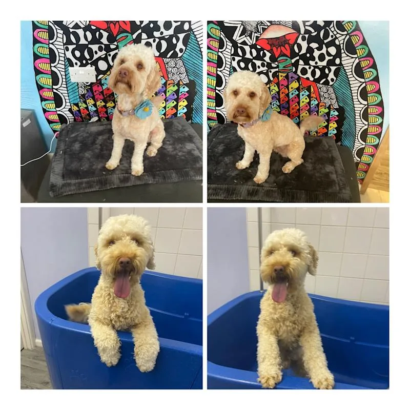 Shabby2ChicPetGrooming