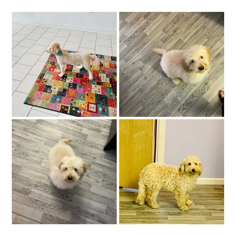 Shabby2ChicPetGrooming