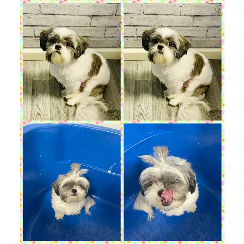 Shabby2ChicPetGrooming