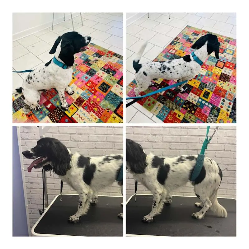 Shabby2ChicPetGrooming