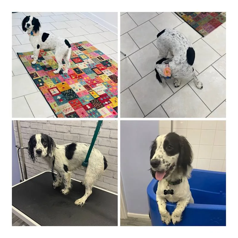 Shabby2ChicPetGrooming